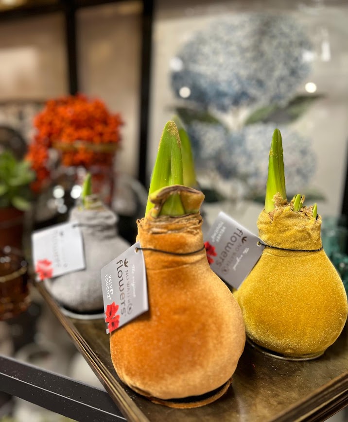 amaryllise sibul ca 20.-.jpg (100 KB)